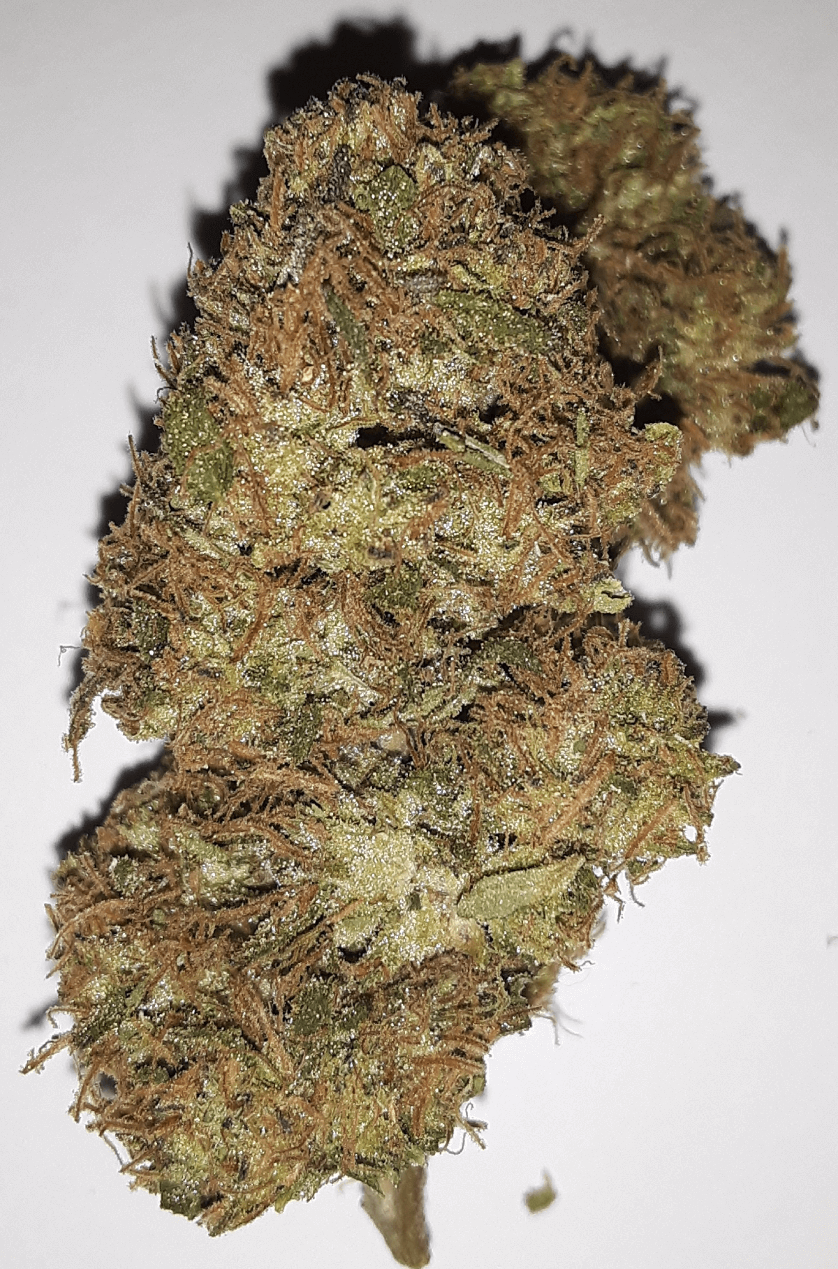 download 2025 12 09T032727.204 1 1