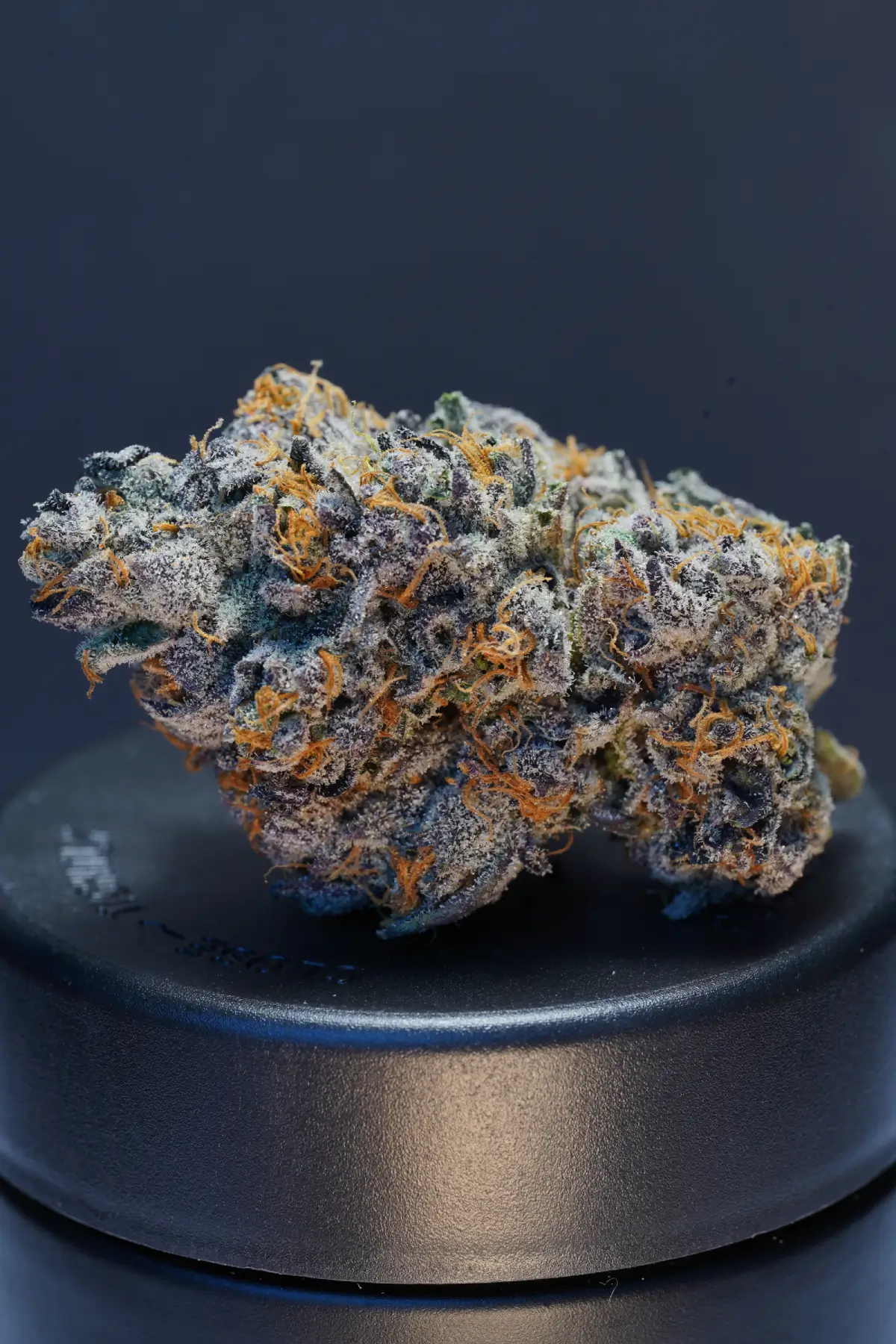 Gary Poppins Product Image