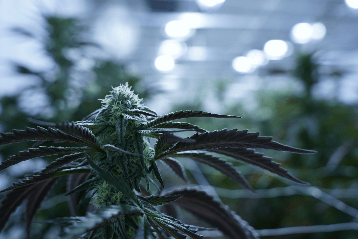 Room 1 Early flower Close up