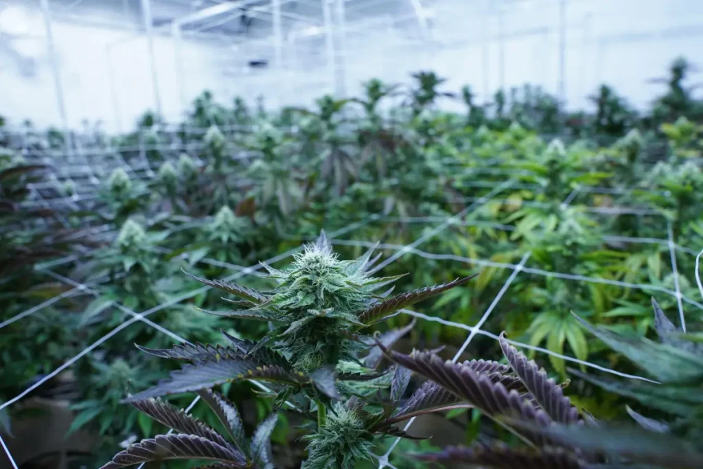 Room 4 Mid Flower Overhead of plants